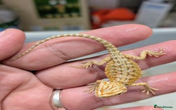 Bearded Dragon reptiles for sale: 50% red monster bearded dragons  - Image 15