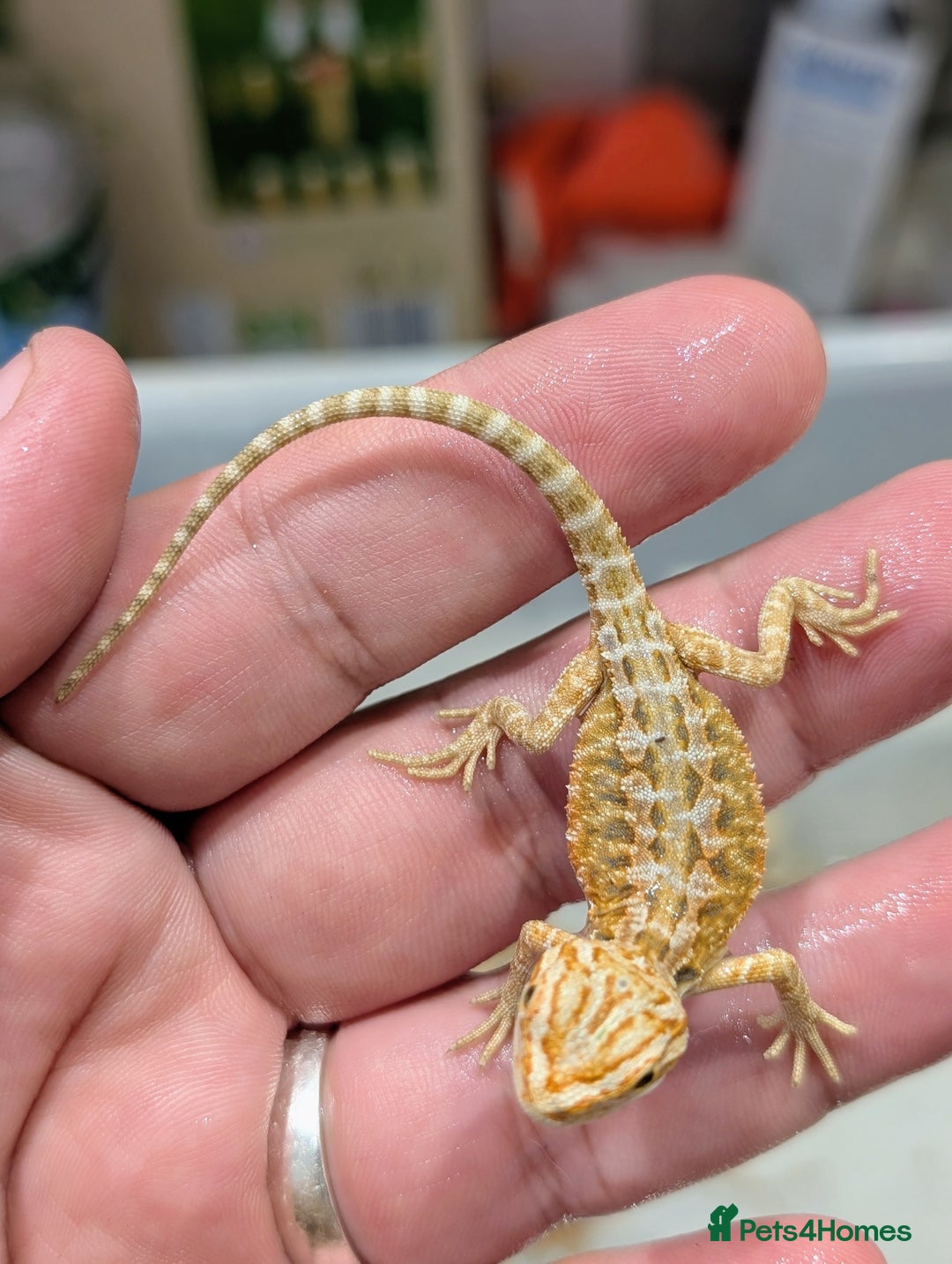 Bearded Dragon reptiles for sale: 50% red monster bearded dragons  - Image 15