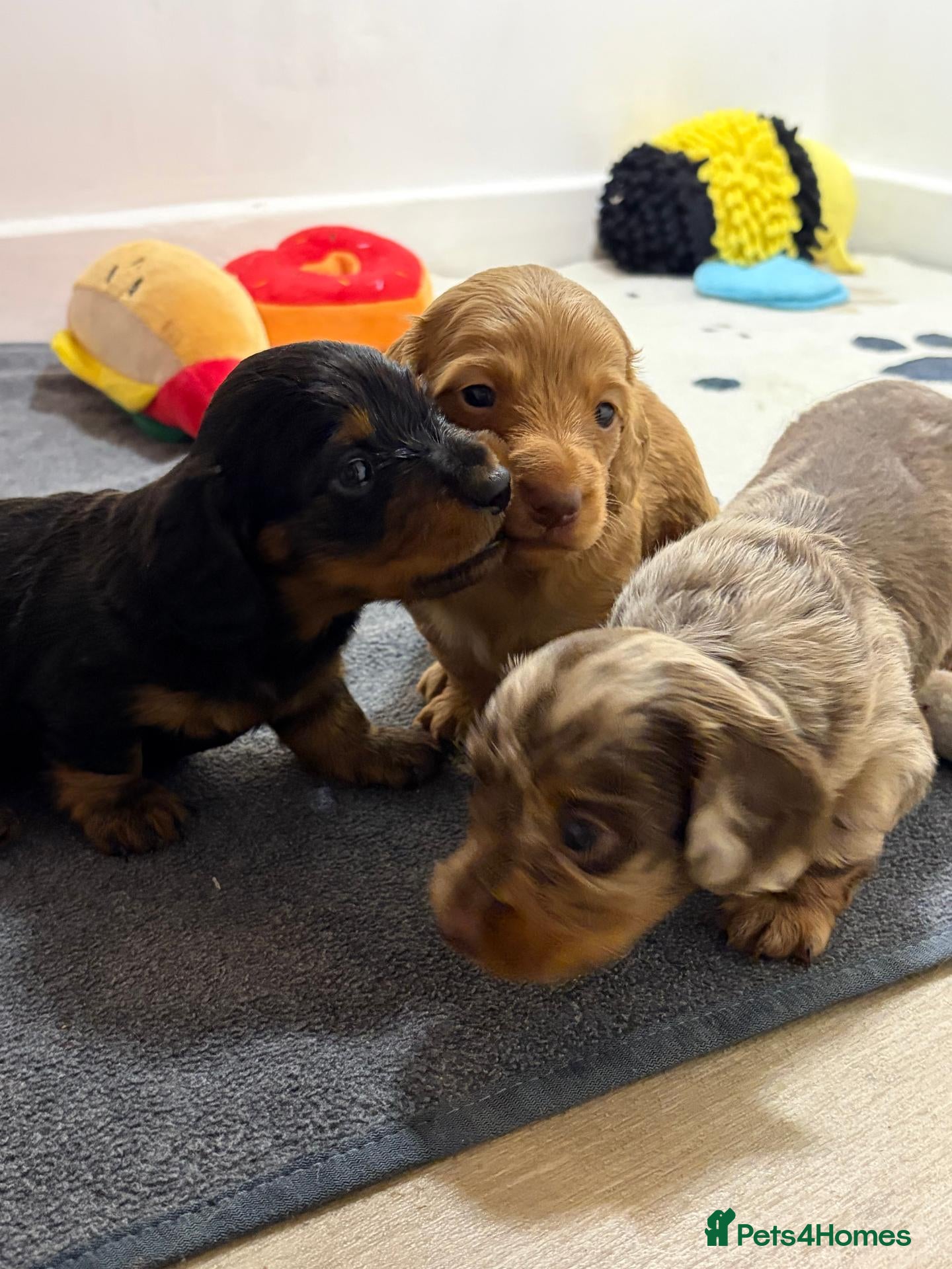 Miniature Dachshund dogs KC Long Haired Mini Dachshund - Cream/Red/Black - Advert 15