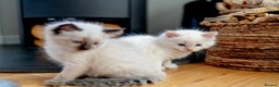 Ragdoll cats for sale: Pure Ragdol kittens ready for a new homes  - Advert 4