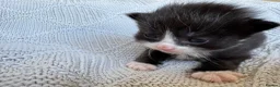 Mixed Breed cats for sale: Beautiful kittens for sale  - Advert 16