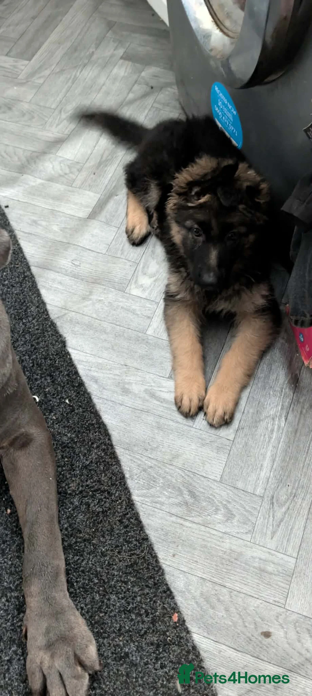 German Shepherd dogs for sale: 10 week old female German shepard puppy in Chester-le-Street - Advert 2