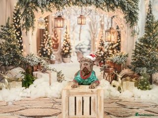 French Bulldog dogs French bulldog puppies - Advert 10