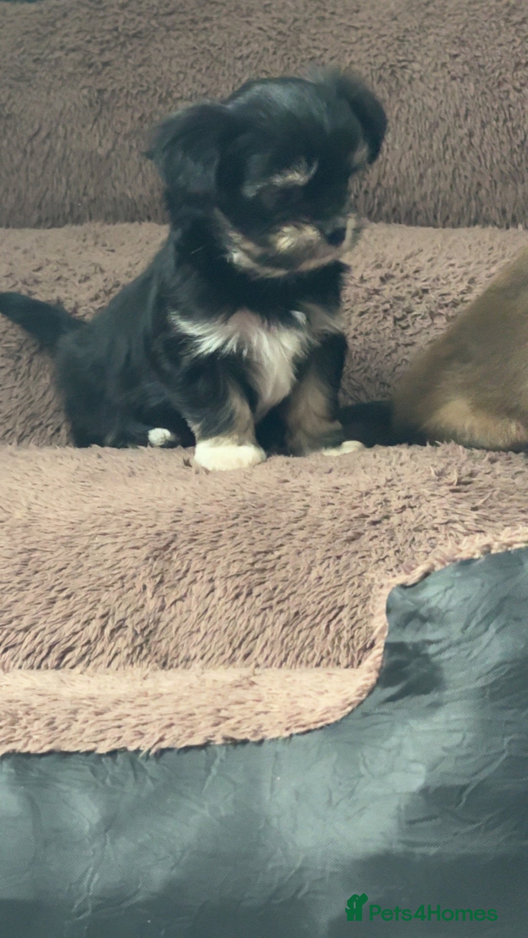 Mixed Breed dogs for sale: Tini Malchi puppies  - Image 33