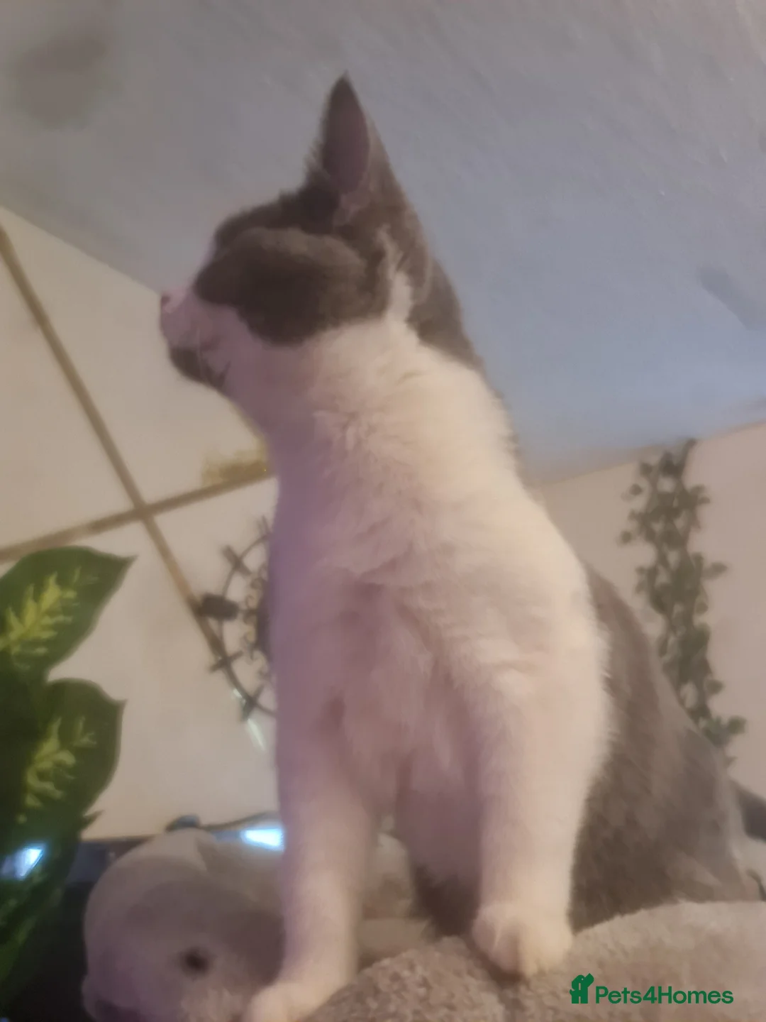 Mixed Breed cats for sale: Stunning  kittens looking  4 new home - Advert 8