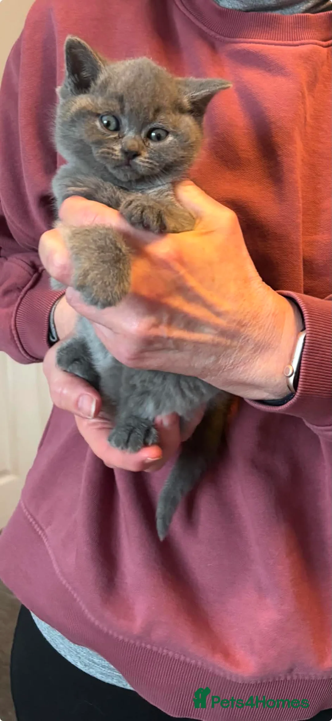 British Shorthair cats for sale: Beautiful chunky British shorthair - Advert 8