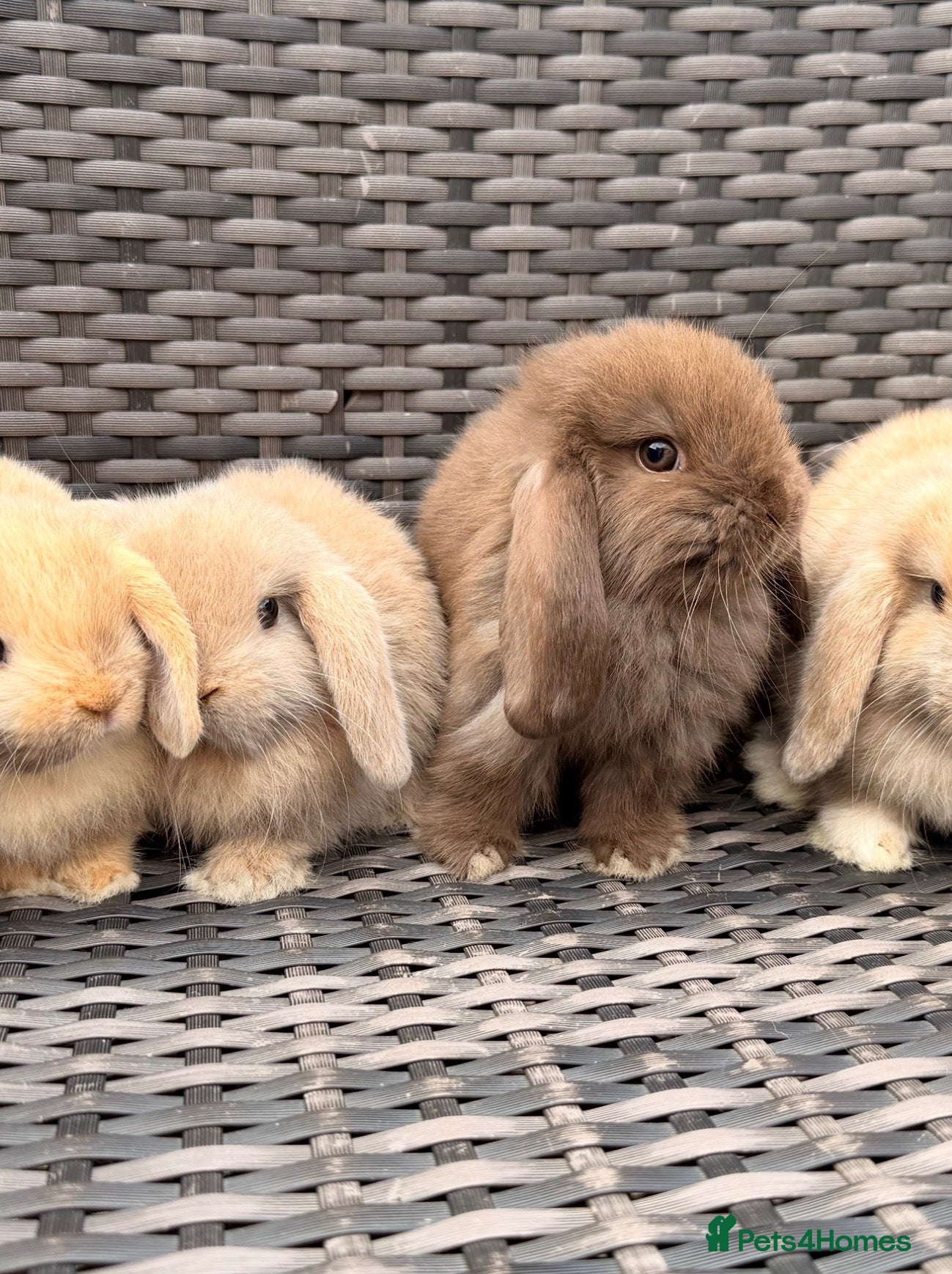 Mini Lop rabbits CURRENTLY ALL RESERVED. - Advert 12