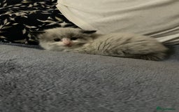 Mixed Breed cats for sale: Beautiful male kitten for sale - Image 7