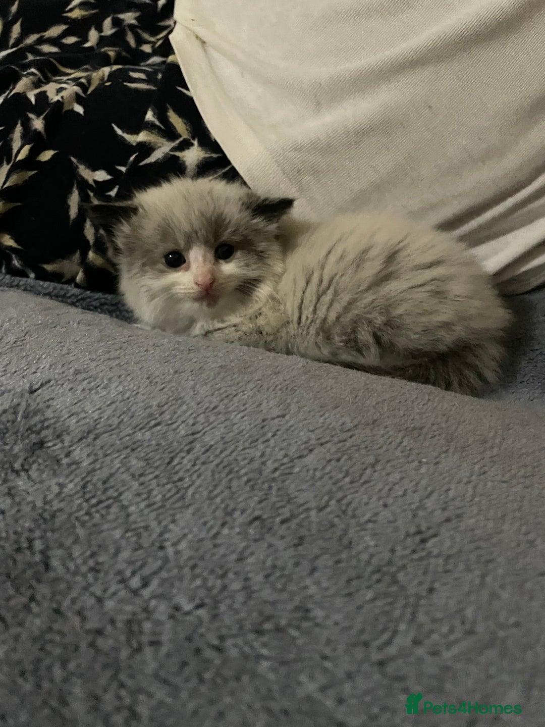 Mixed Breed cats for sale: Beautiful male kitten for sale - Image 7