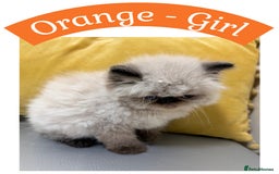 Himalayan cats for sale: Himalayan Persian Kittens  - Image 6