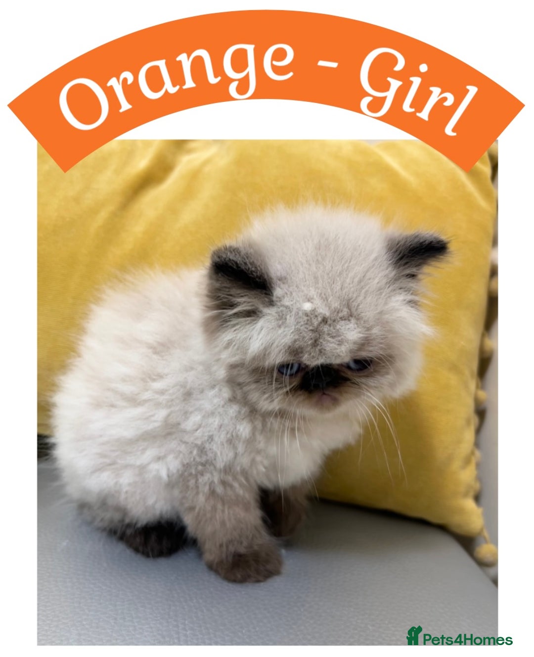 Himalayan cats for sale: Himalayan Persian Kittens  - Image 6