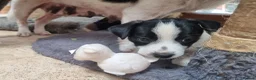Jack Russell dogs for sale: Jack Russell puppies  - Advert 7