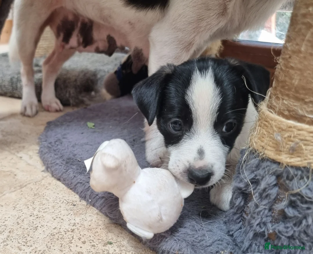 Jack Russell dogs for sale: Jack Russell puppies  - Advert 7
