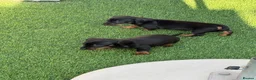 Miniature Dachshund dogs for sale: Miniature dachshund Puppys for sale  in Aldershot - Advert 11