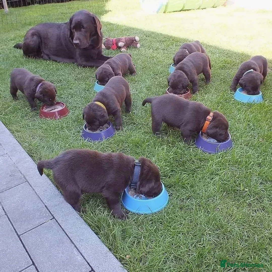 Labrador Retriever dogs for stud: Exceptional Chocolate Labrador FOR STUD in Bedford - Advert 10