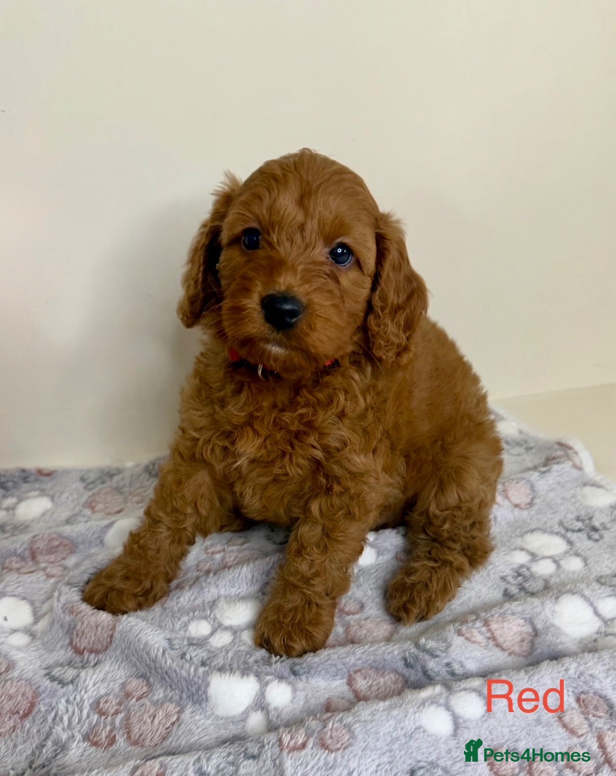 Cockapoo dogs Stunning Deep Red Cockapoo Puppies - Advert 1