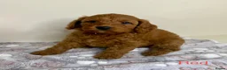 Cockapoo dogs for sale: Stunning Deep Red Cockapoo Puppies - Advert 1
