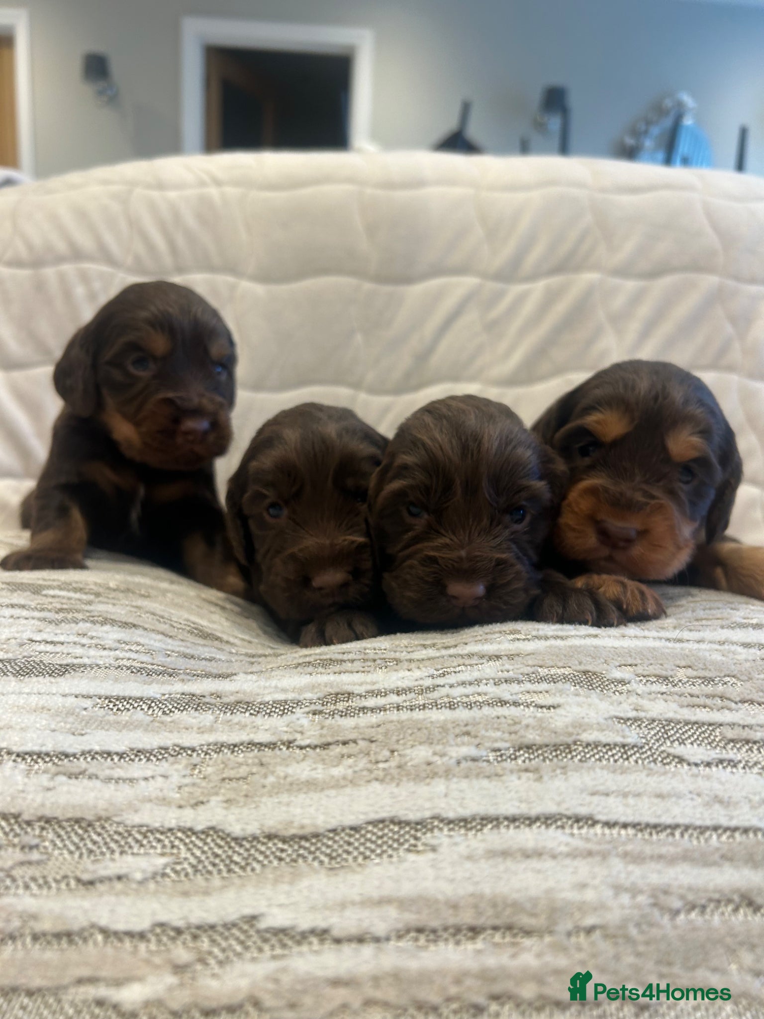 Cocker Spaniel dogs WONDERFUL COCKER SPANIEL PUPPYS - Advert 19