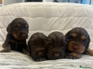 Cocker Spaniel dogs WONDERFUL COCKER SPANIEL PUPPYS - Advert 19