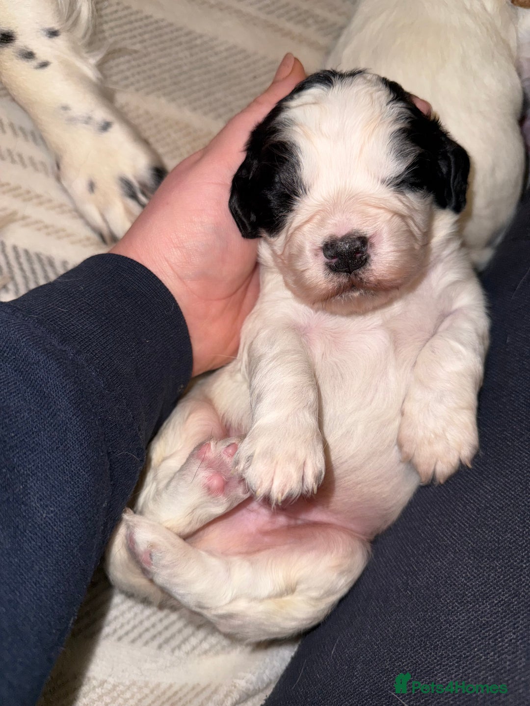 Cocker Spaniel dogs for sale: White and Black Cocker Spaniel dog Pup - Advert 5