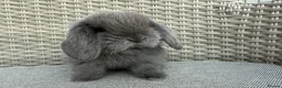 Mini Lop rabbits for sale: Last 2 plush lops available to reserve - Advert 27