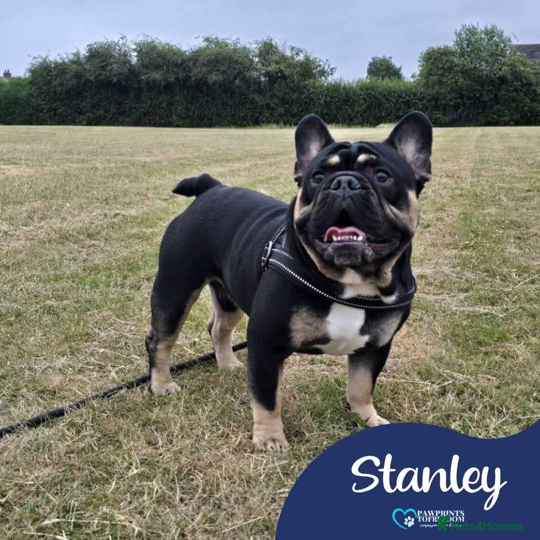 Mixed Breed dogs Meet Stanley, currently residing in Cheshire  - Advert 1