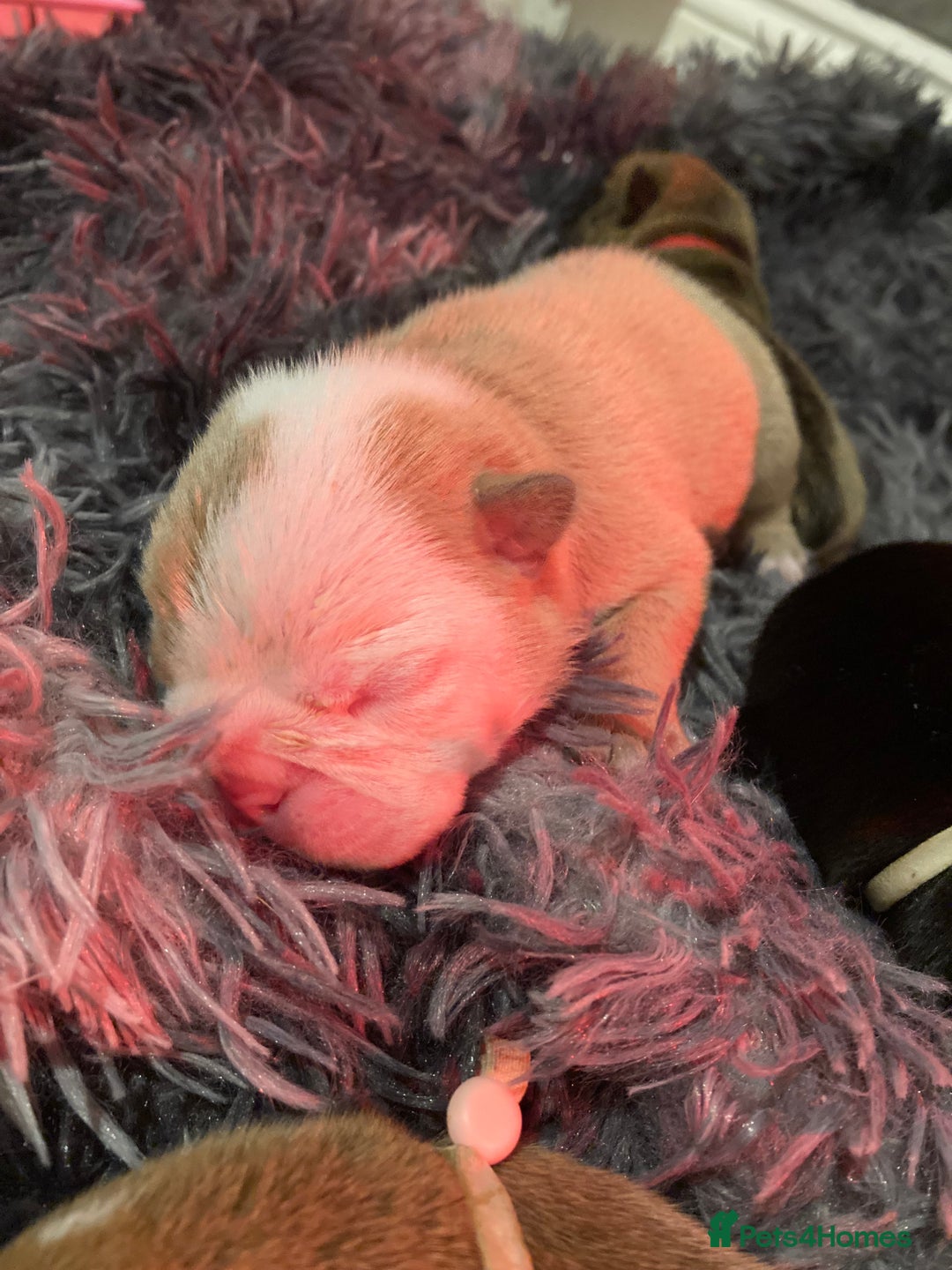 English Bulldog dogs for sale: Litter of 8  - Image 13