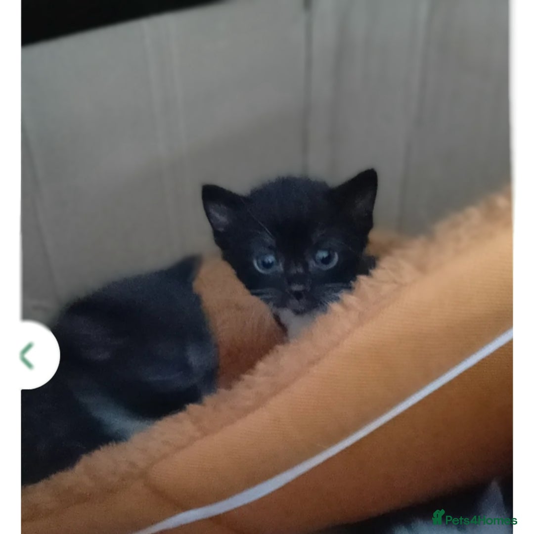 Mixed Breed cats for sale: 2 adorable kittens needing their forever homes - Image 2
