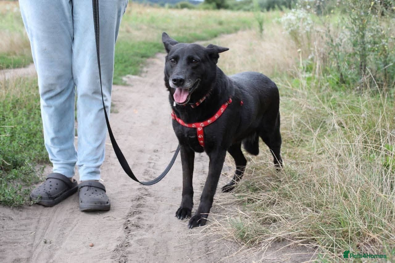 Mixed Breed dogs ❤️Mary❤️: 6 years old, medium-sized girl - Advert 2