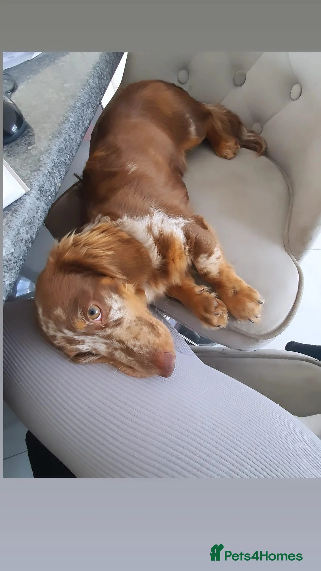 Miniature Dachshund dogs for stud: long haired miniature dachshund in Sunderland - Advert 3