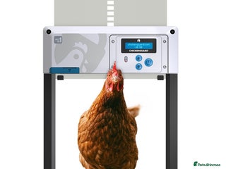 Chickens poultry candlers, auto doors - Advert 19