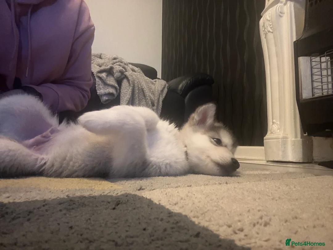 Alaskan Malamute dogs for sale: Alaskan malamute boy - Advert 9