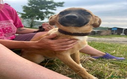 Mixed Breed dogs for adoption: Lindsay - Norwich Norfolk  - Image 8
