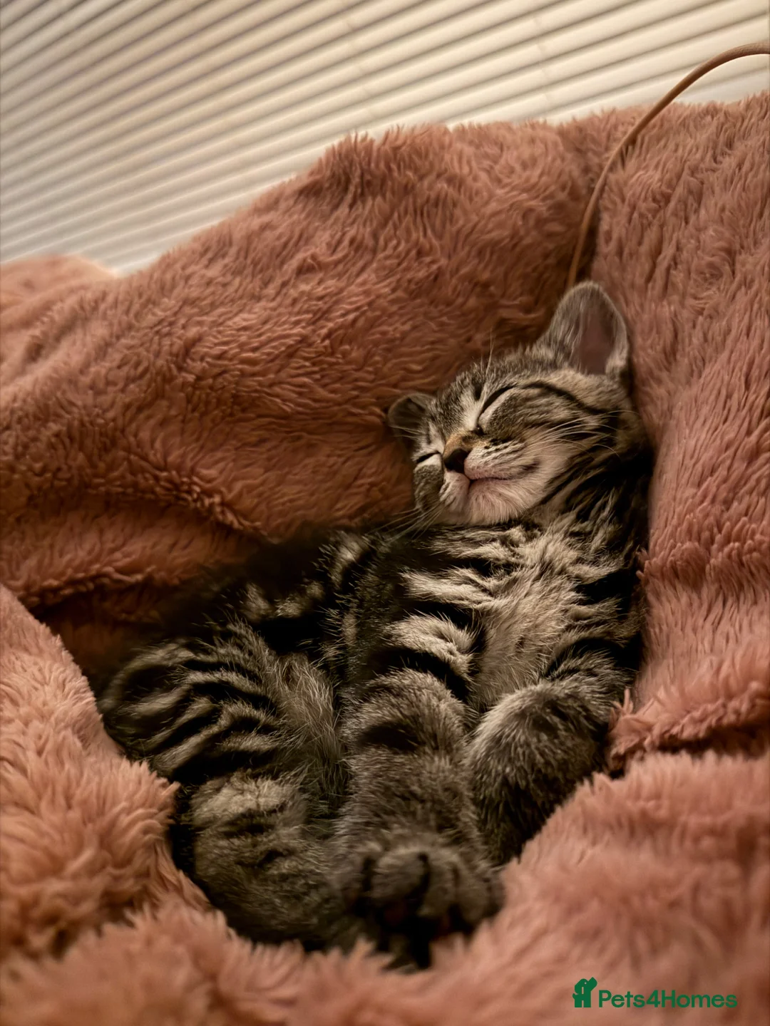 Siamese cats for sale: SIAMESE KITTEN,  - Advert 2