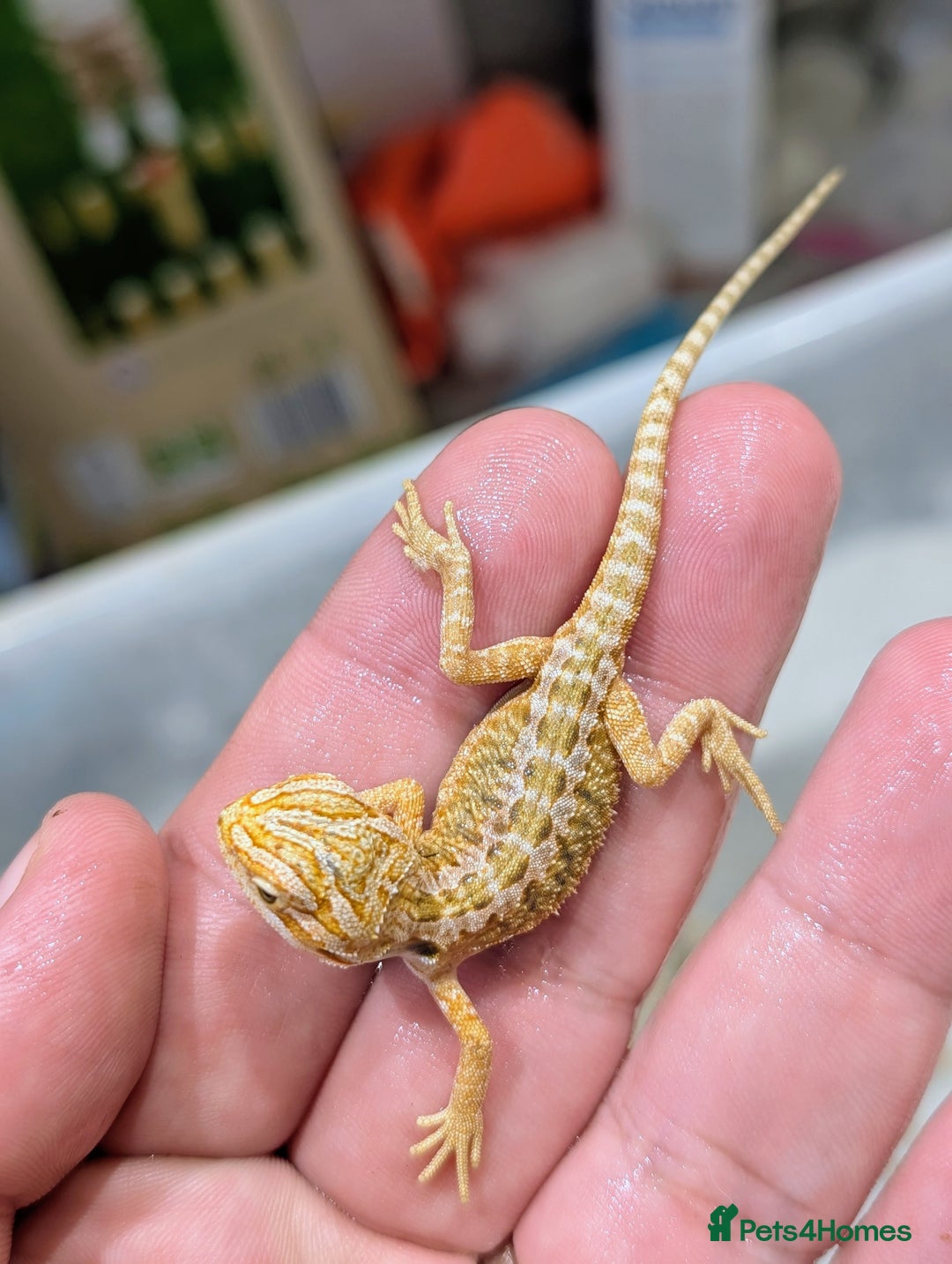 Bearded Dragon reptiles for sale: 50% red monster bearded dragons  - Image 11
