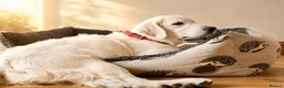 Golden Retriever dogs for sale: DNA Health tested - Champion Lines  - Advert 2