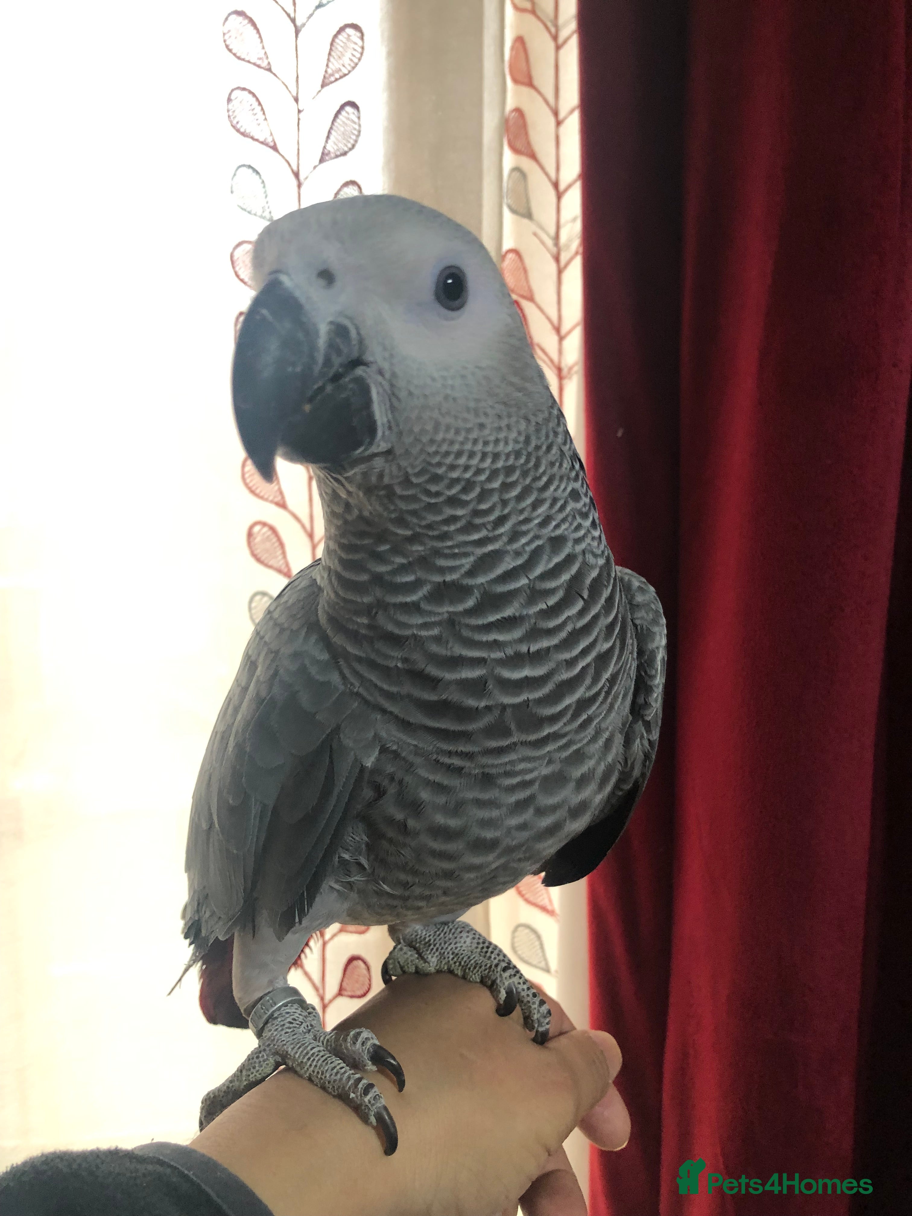 Parrots birds Super silly Congo baby African grey set up  - Advert 1