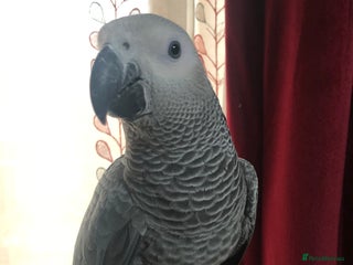 Parrots birds Super silly Congo baby African grey set up - Advert 1