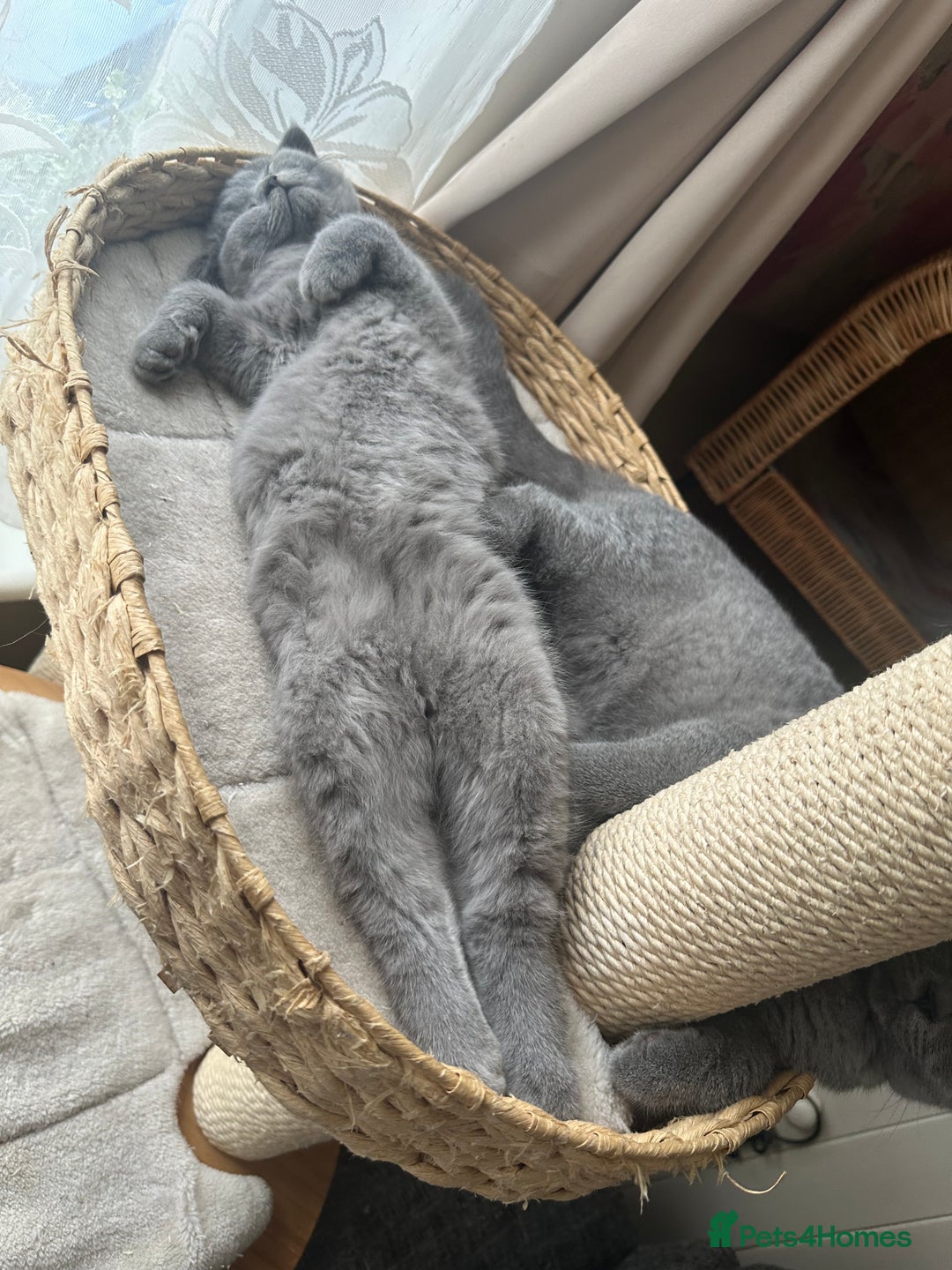 British Shorthair cats for sale: British Shorthair GCCF Registered Kittens  - Image 6