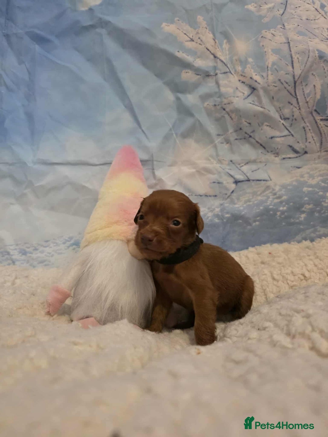 Irish Doodle dogs for sale: Stunning mahogany red Irish doodles READY NOW   - Advert 23