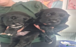 Mixed Breed dogs for sale: Sprollie Puppies  - Image 2