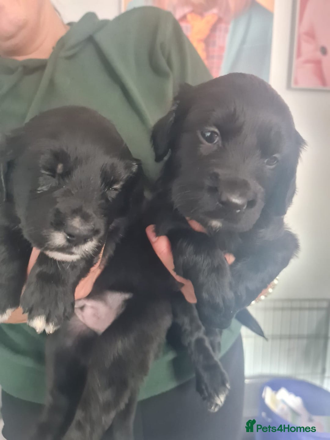 Mixed Breed dogs for sale: Sprollie Puppies  - Image 2