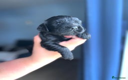 Cocker Spaniel dogs for sale: 5 Pedigree KC Show Cocker Spaniels - Image 2