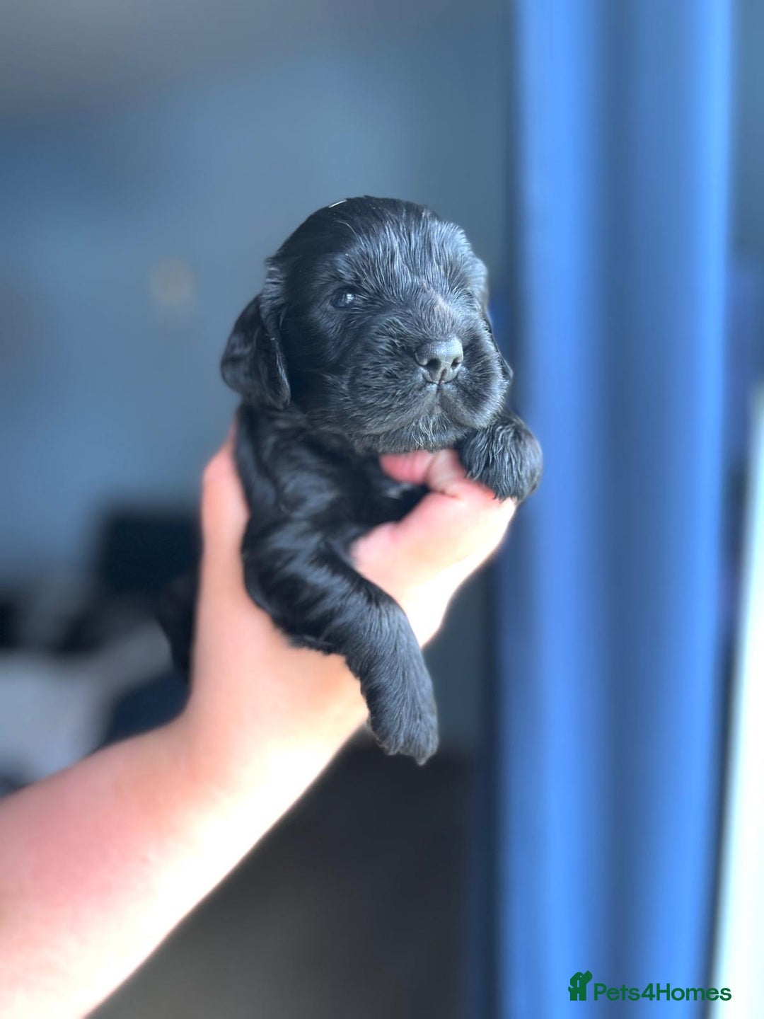 Cocker Spaniel dogs for sale: 5 Pedigree KC Show Cocker Spaniels - Image 2