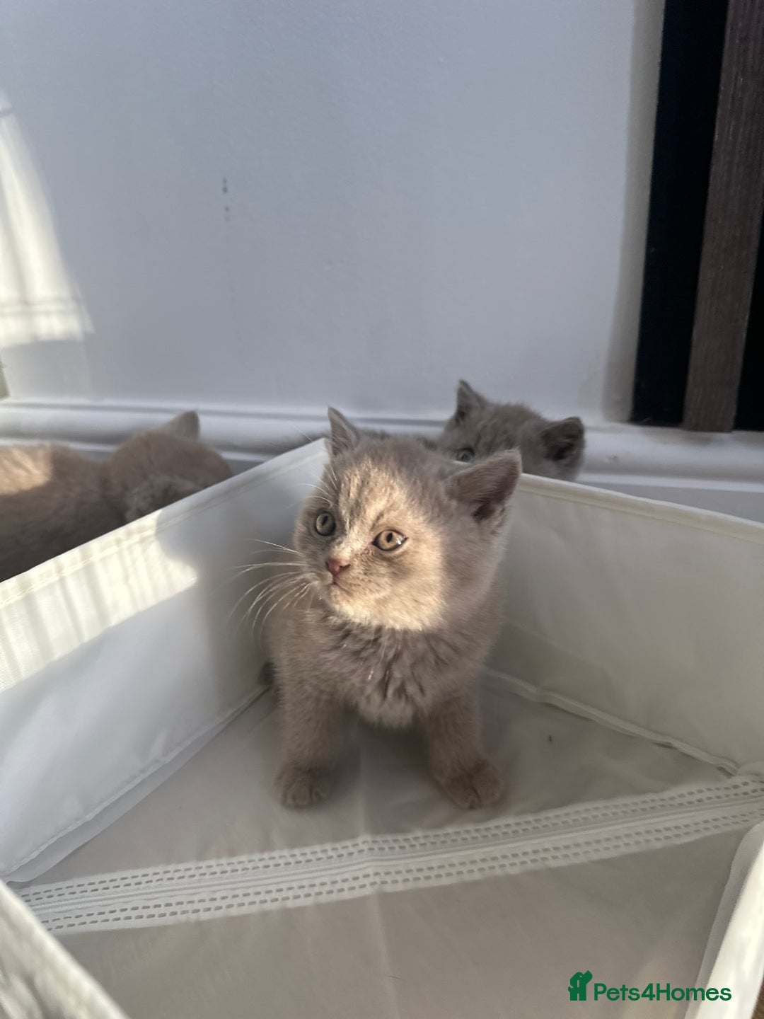 British Shorthair cats for sale: 🌈🌈😍😍Stunning Pure Pedigree Litter BSH ❤️❤️🌈🌈 - Advert 7