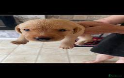 Labrador Retriever dogs for sale: Labrador puppies  - Image 10
