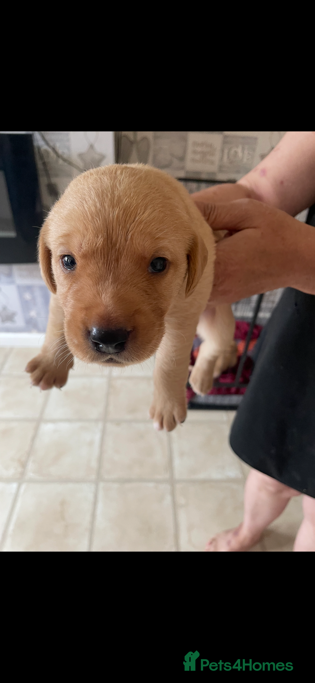 Labrador Retriever dogs for sale: Labrador puppies  - Image 10