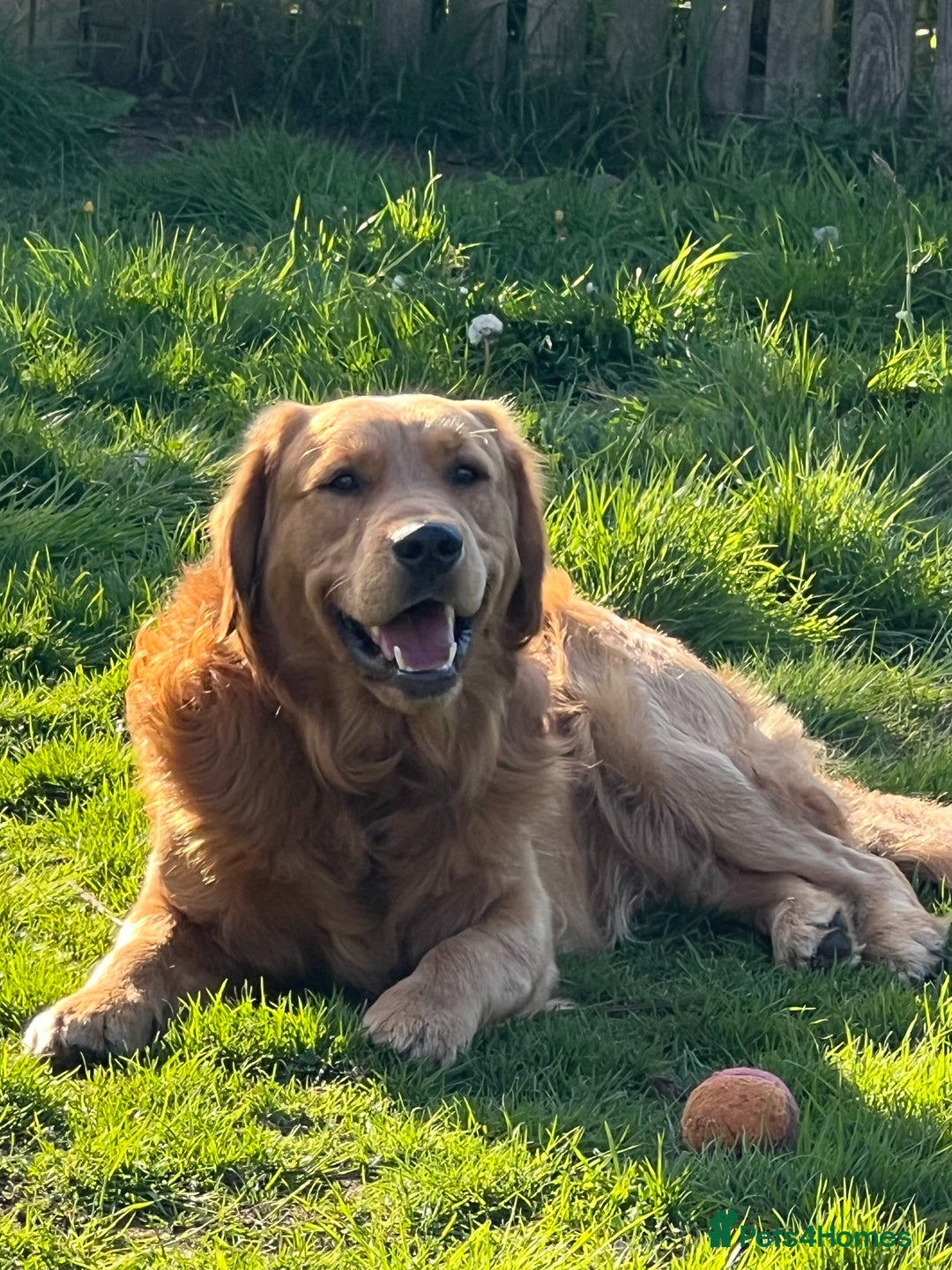 Golden Retriever dogs for sale: 🐾 Golden Retriever Puppies – Ready Soon! 🐾 - Image 4