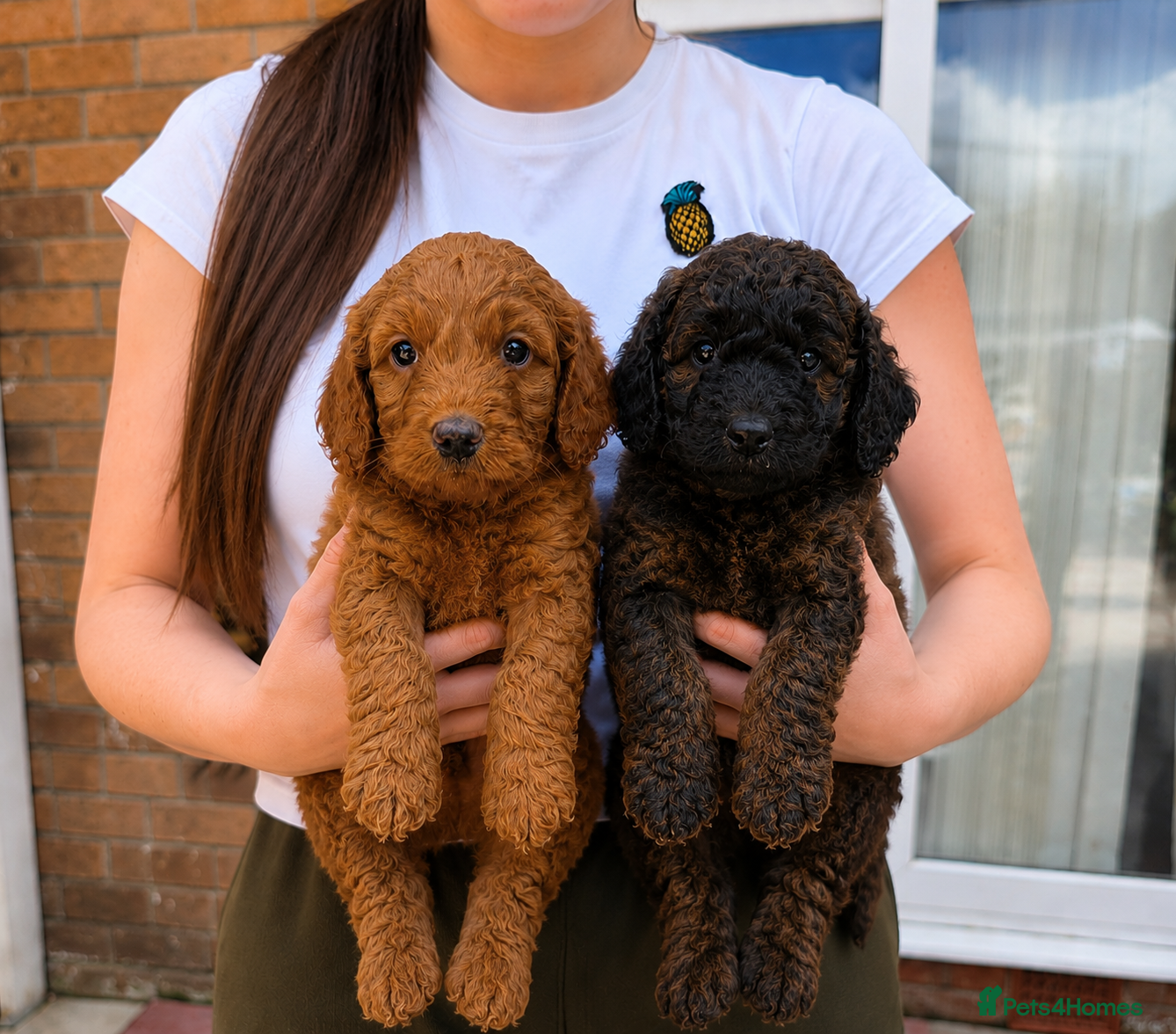 Cockapoo dogs Rare coloured F1b cockapoo Puppies (2 Left) - Advert 15