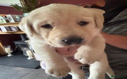 Labrador Retriever dogs for sale: Fabulous KC registered labradors - Image 13